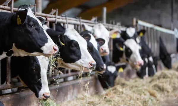 Hitzestress bei Nutztieren effektiv reduzieren