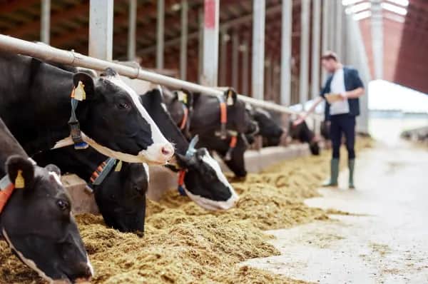 Low-Cost Barn Solutions for Small Livestock Farms