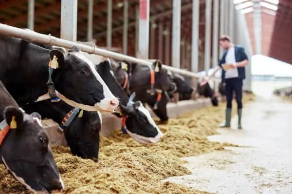Innovative Lösung für bessere Stallbelüftung