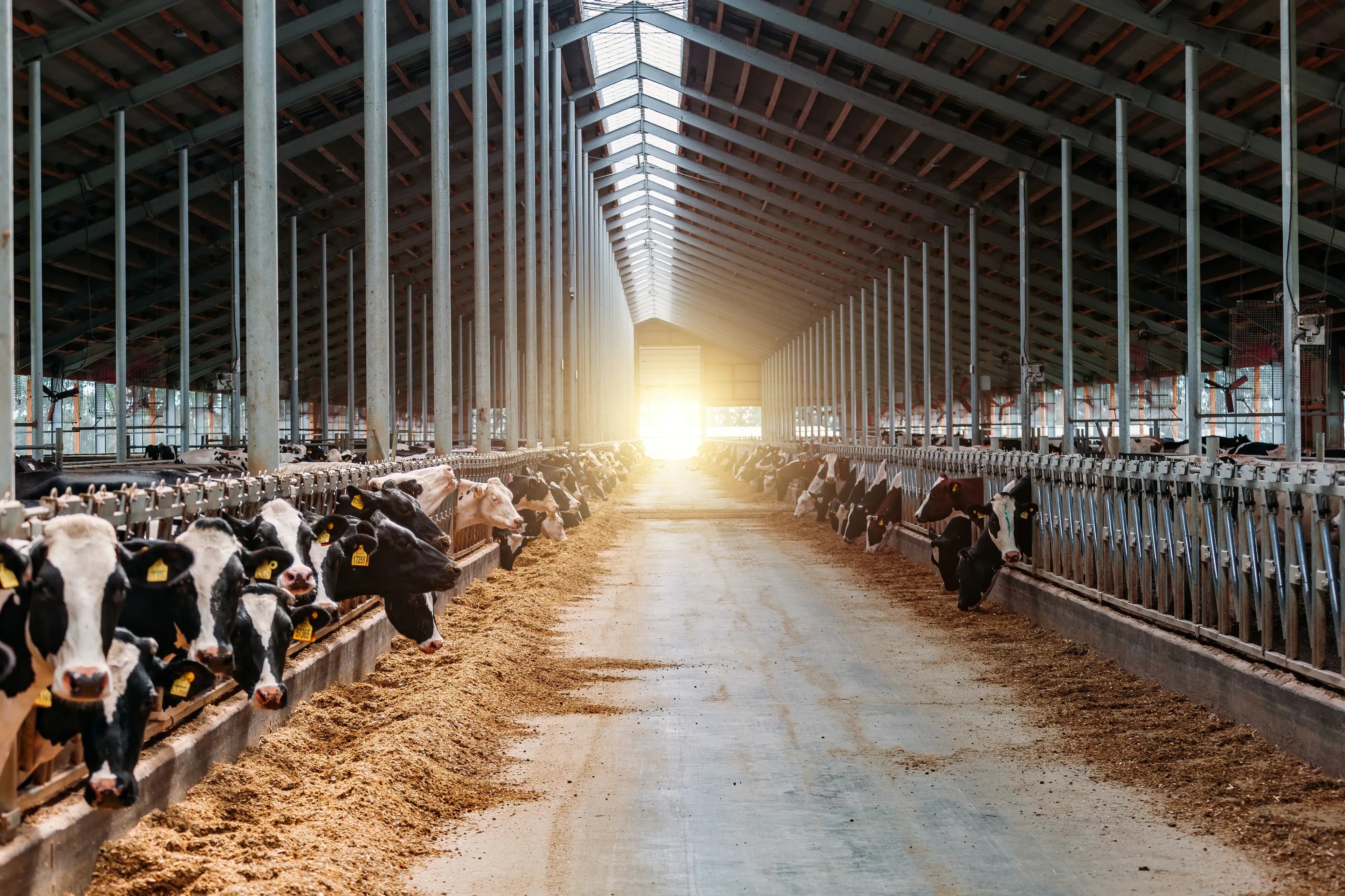 Tierqualität durch optimales Stallklima verbessern