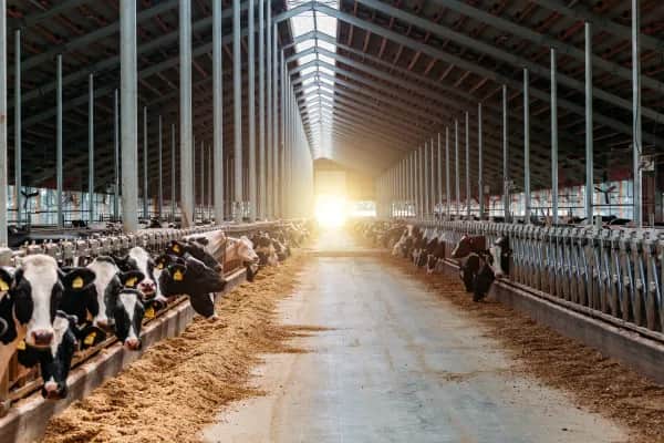 Tierqualität durch optimales Stallklima verbessern