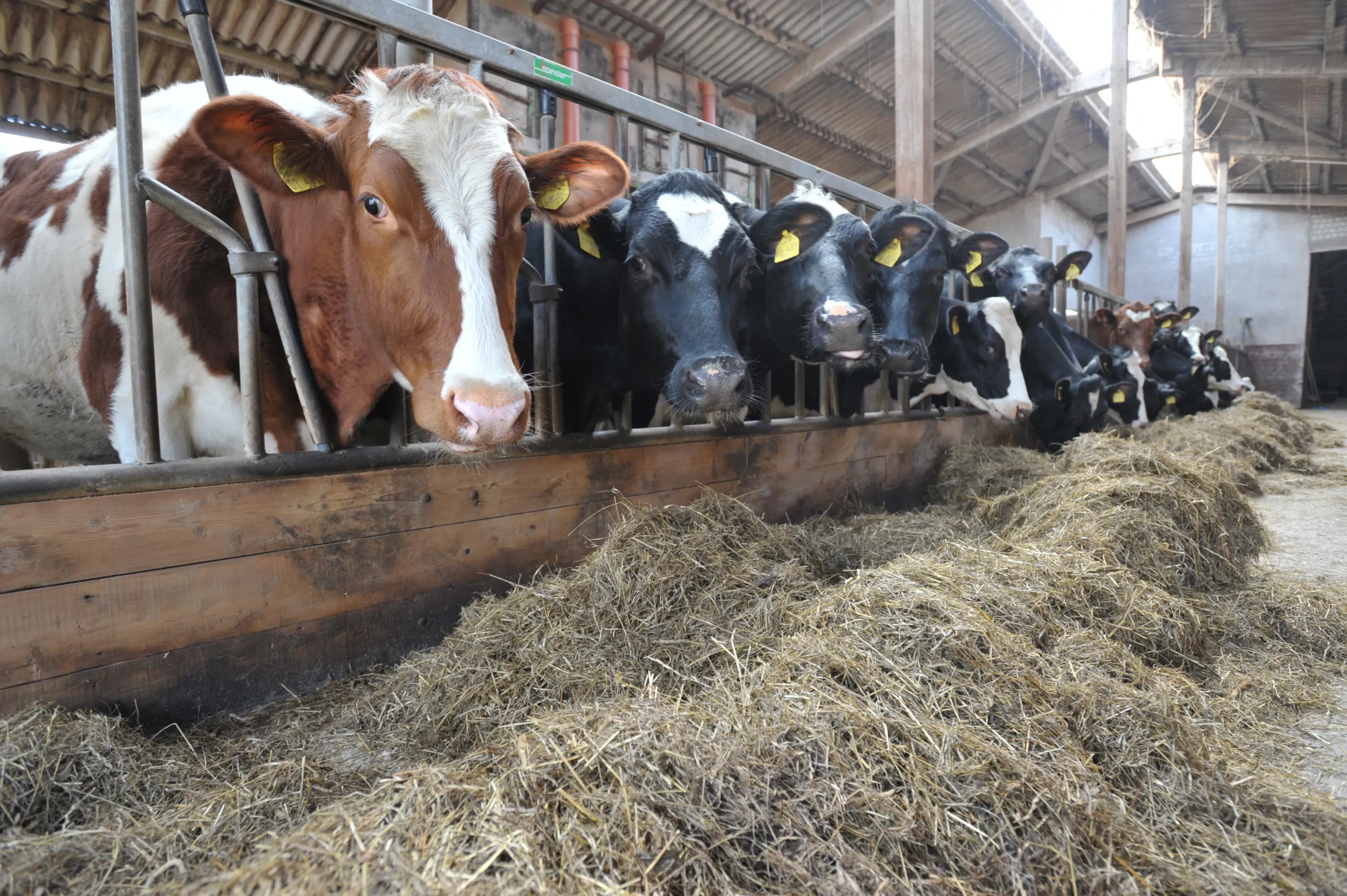 Stallluft bei hoher Ammoniakbelastung verbessern