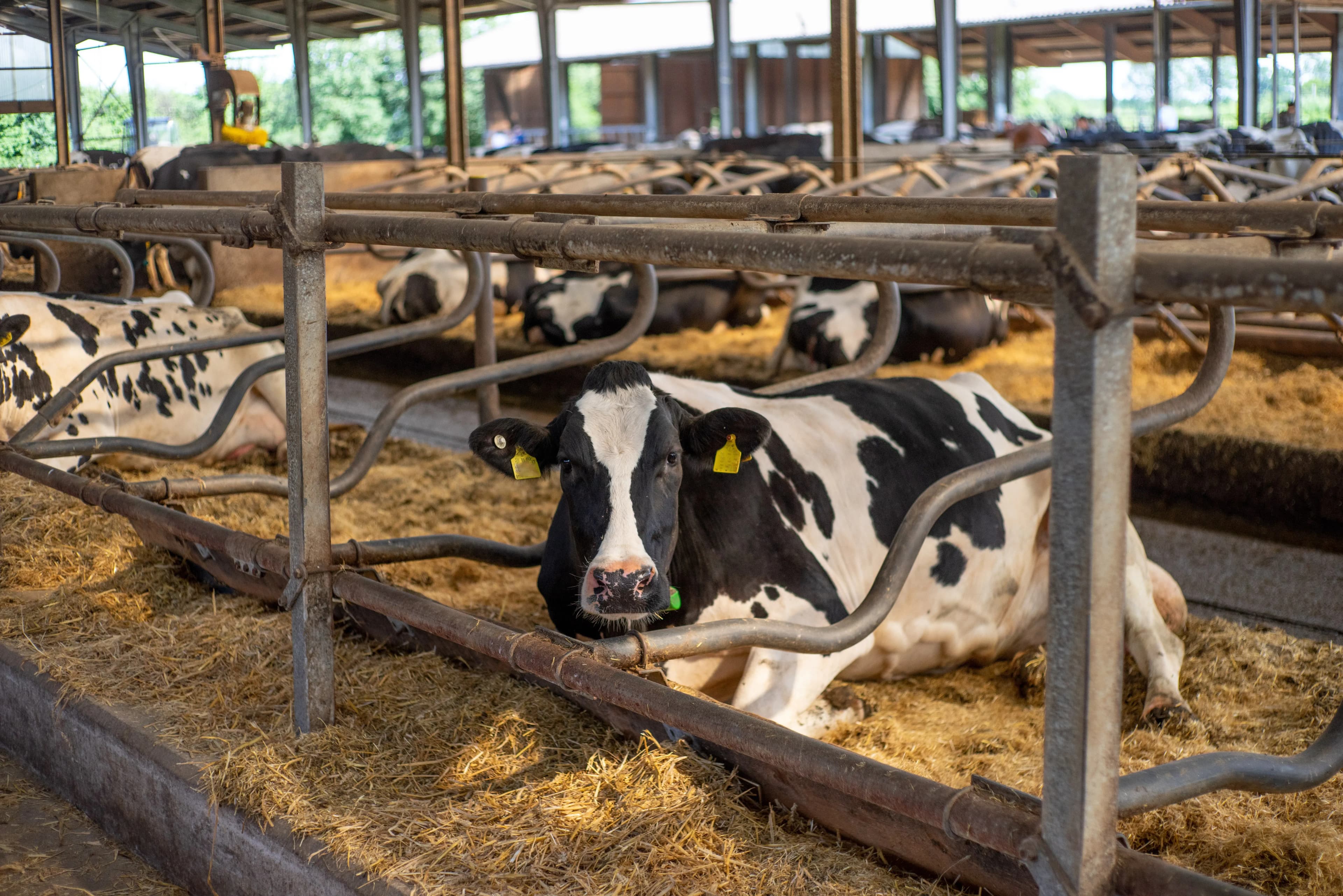 Innovative Schlauchbelüftung im Milchviehstall