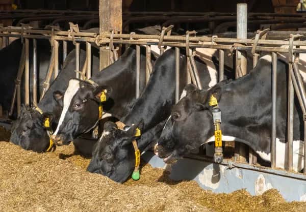 Luftqualität in Kuhställen effizient steigern