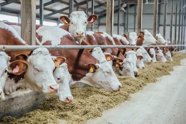 Belüftungssysteme für Rinder- und Schweinestall in Österreich