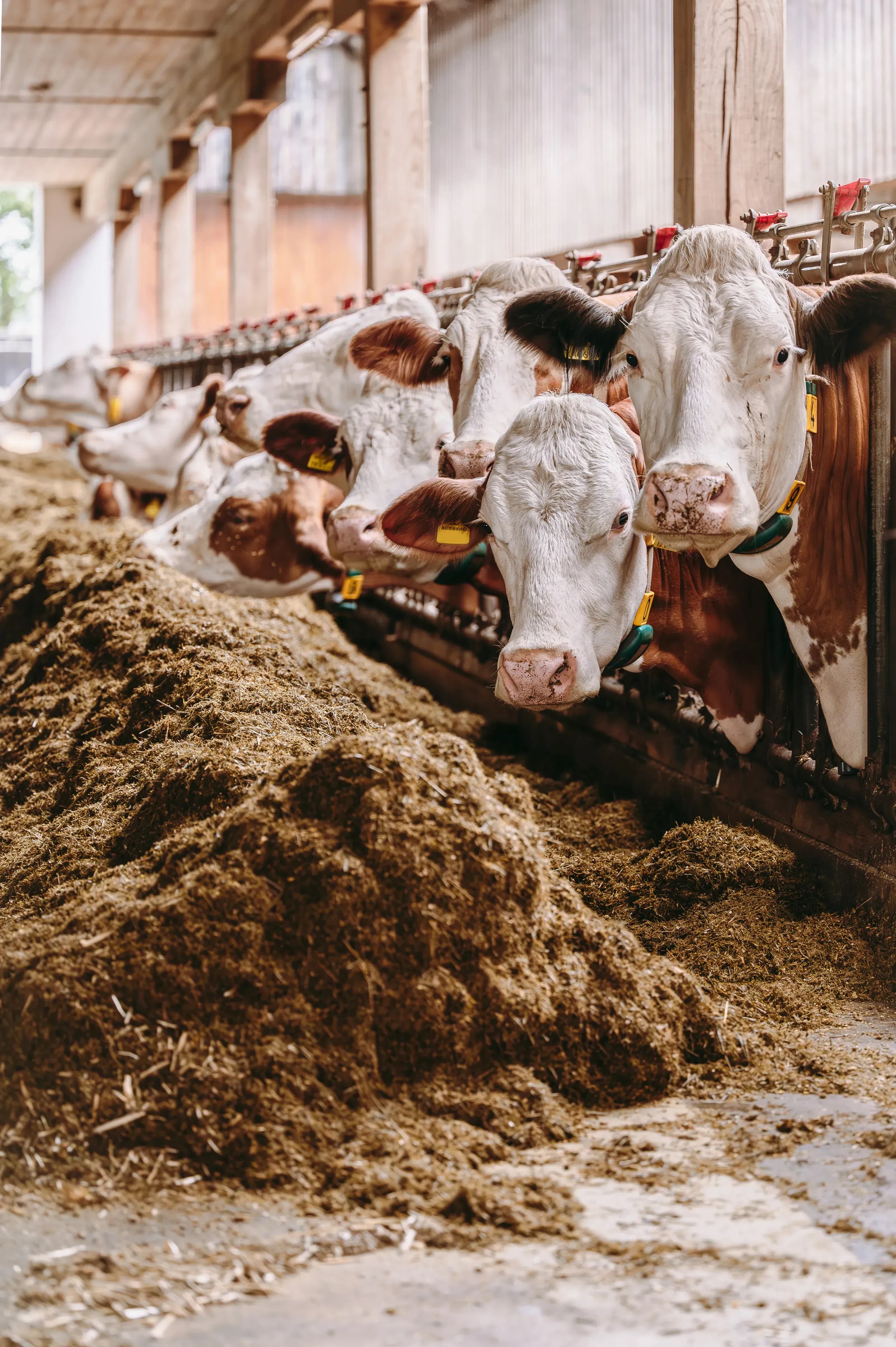 Innovative Belüftungssysteme für Bauernhöfe in Österreich