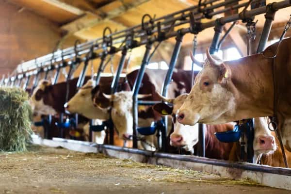 Tiergerechte Lüftungslösungen für Nutztiere in Österreich