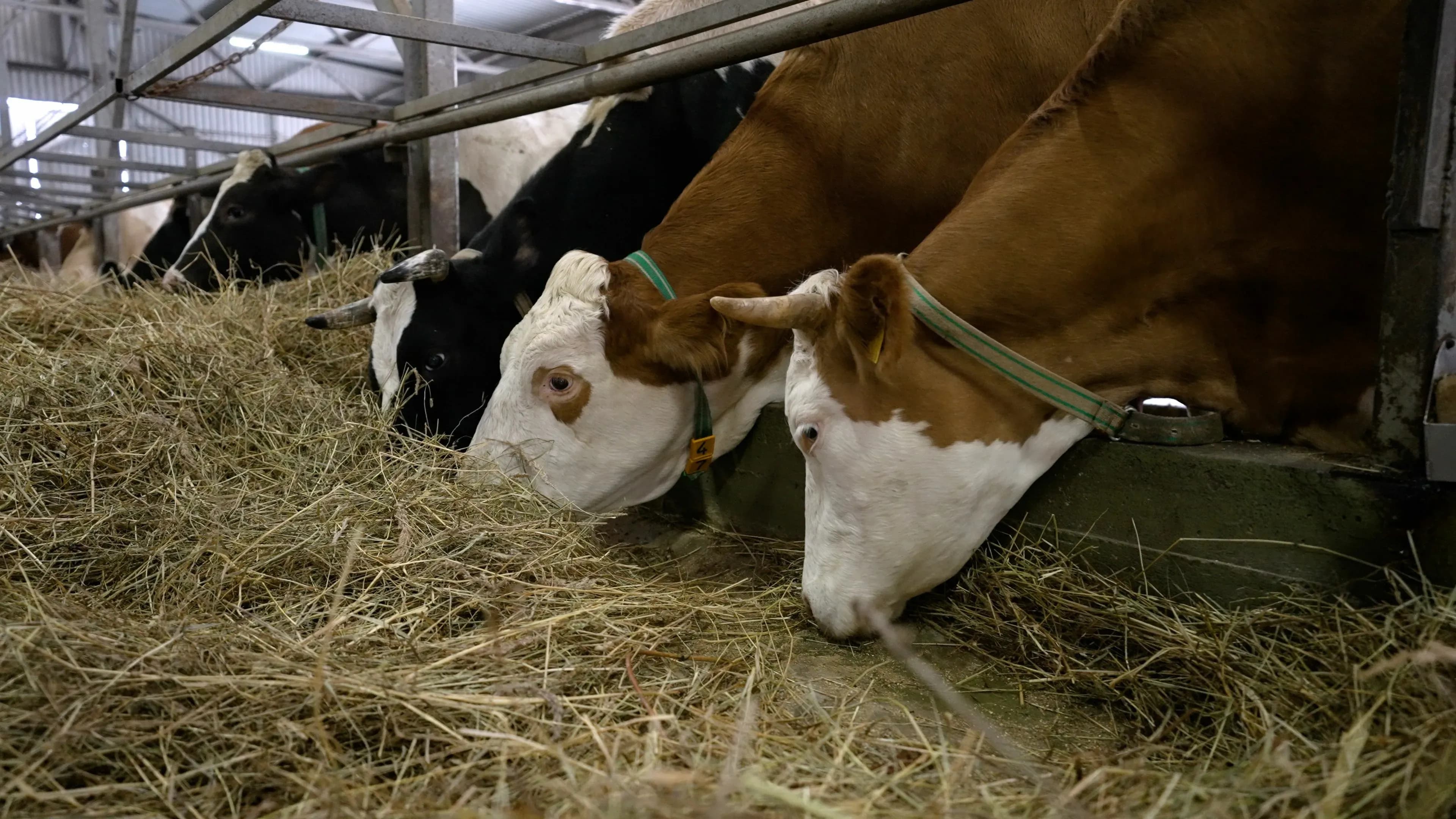 Effiziente Lüftungstechnik für Milchkühe in Österreich