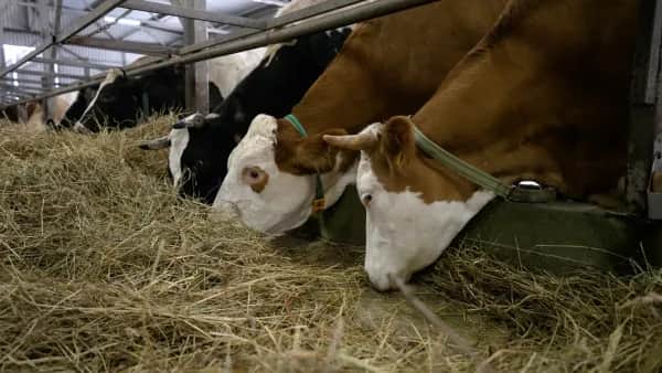 Economic Benefits of Improved Barn Ventilation