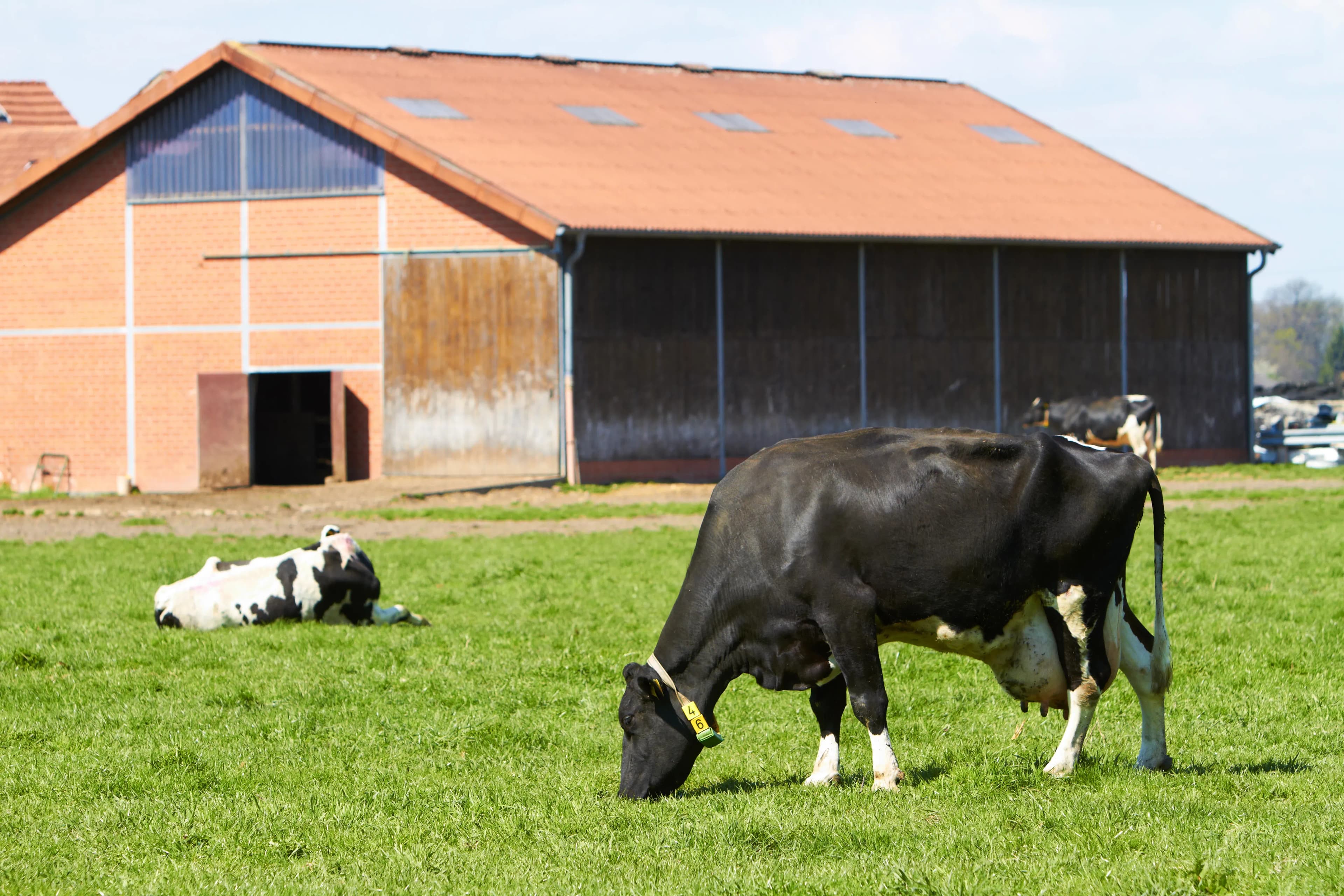 Innovative Systeme zur Lüftung und Kühlung von Milchviehställen