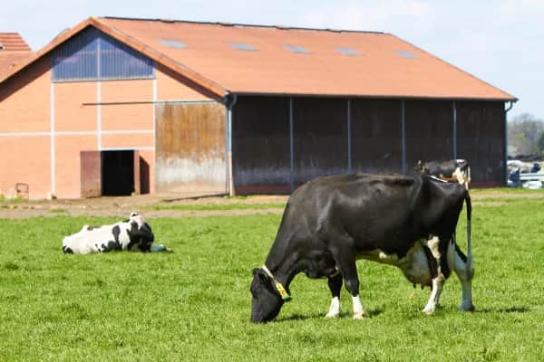 Innovative Systeme zur Lüftung und Kühlung von Milchviehställen