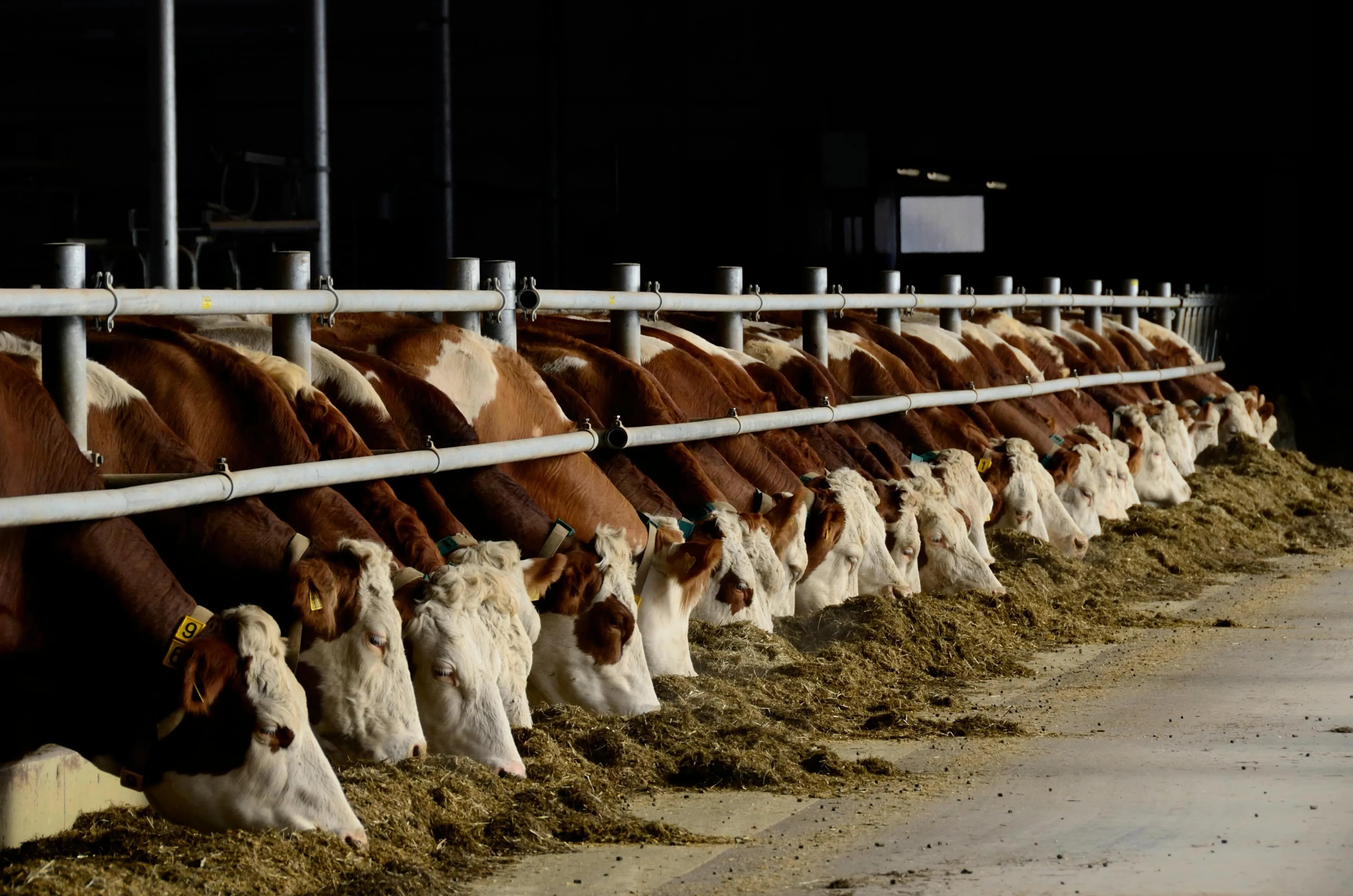 Stallluft mit moderner Schlauchbelüftung verbessern