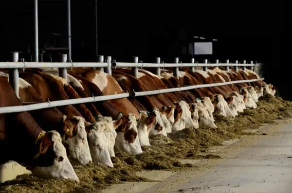 Stallluft mit moderner Schlauchbelüftung verbessern