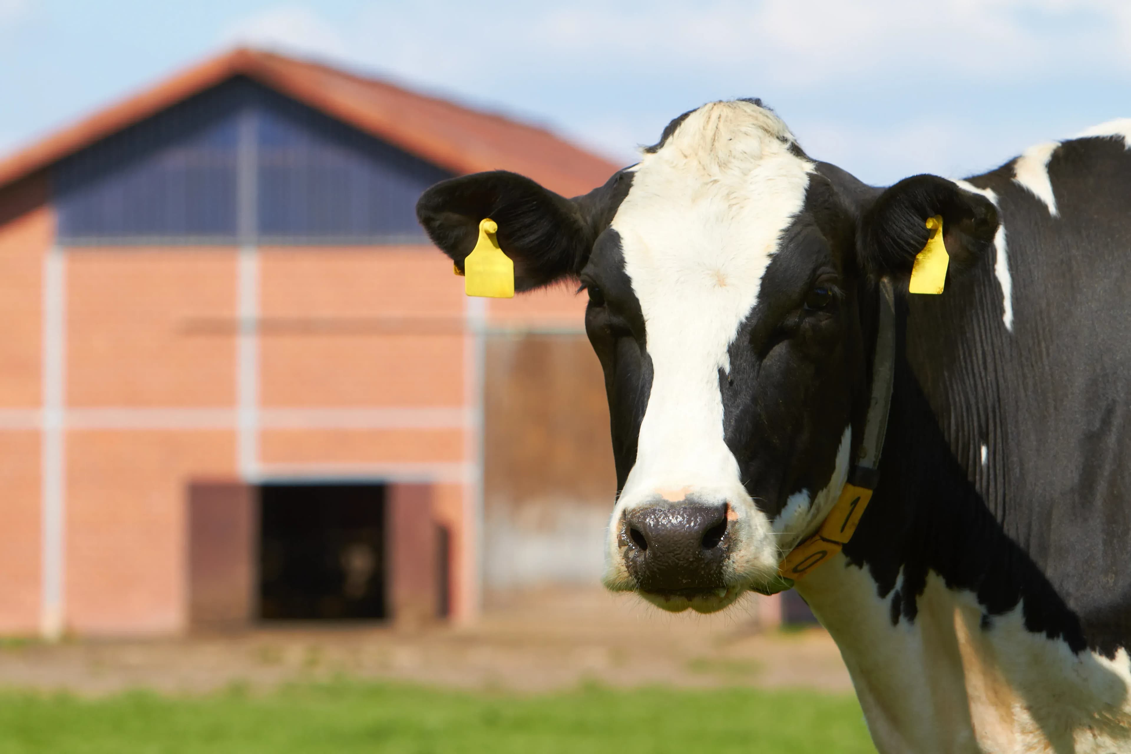 Hitzestress im Kuhstall verhindern – Lüftung nachrüsten