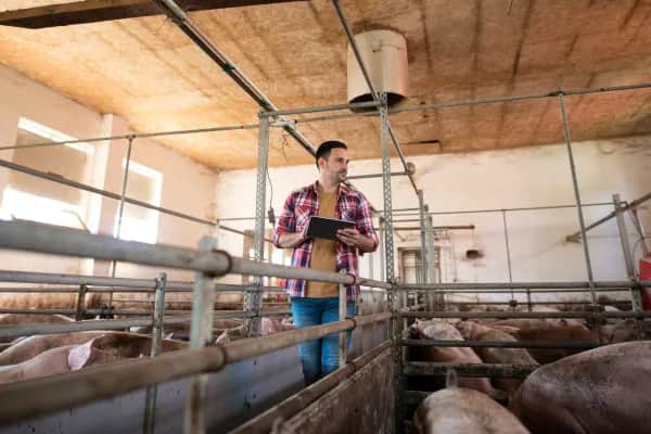 Gleichmäßige Frischluft im Schweinestall sichern