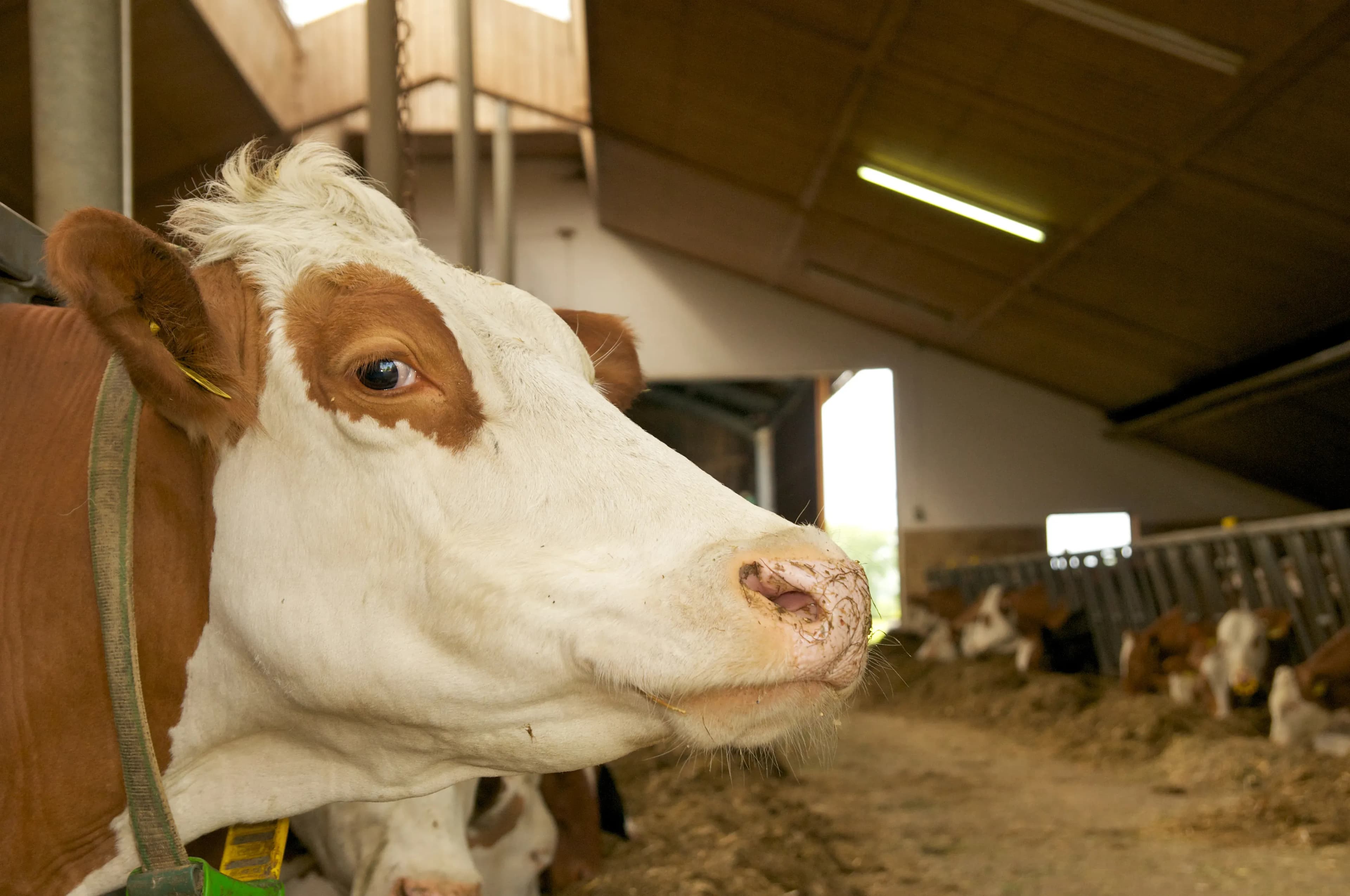 Stallklima optimieren für bessere Tiergesundheit