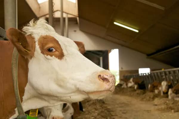Stallklima optimieren für bessere Tiergesundheit
