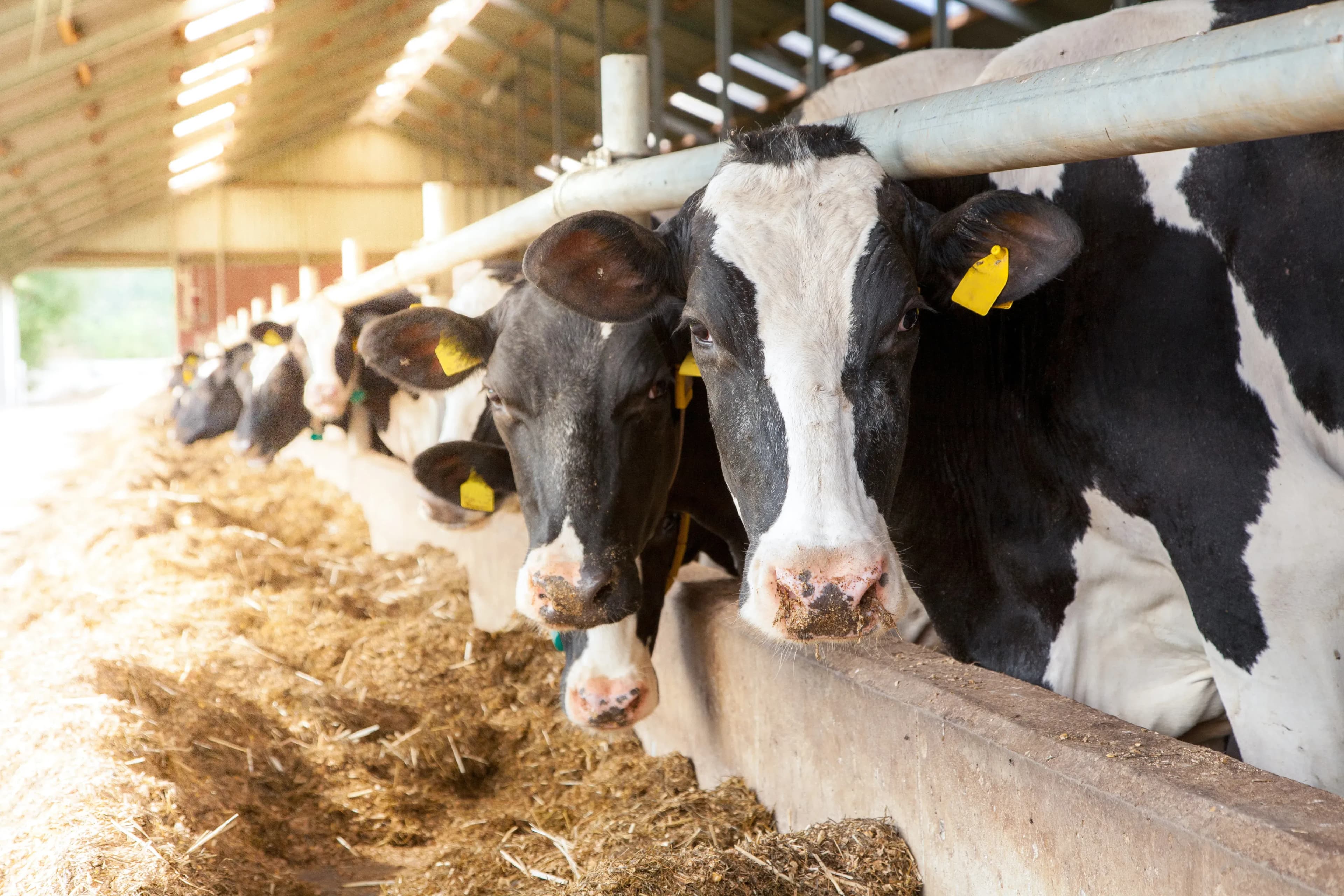 Stallklima in wenigen Schritten verbessern - Tiergesundheit fördern