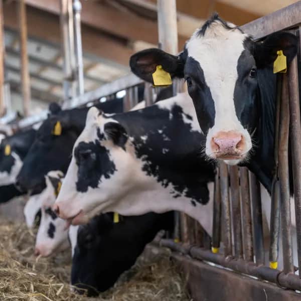 Optimales Stallklima durch innovatives Belüftungssystem