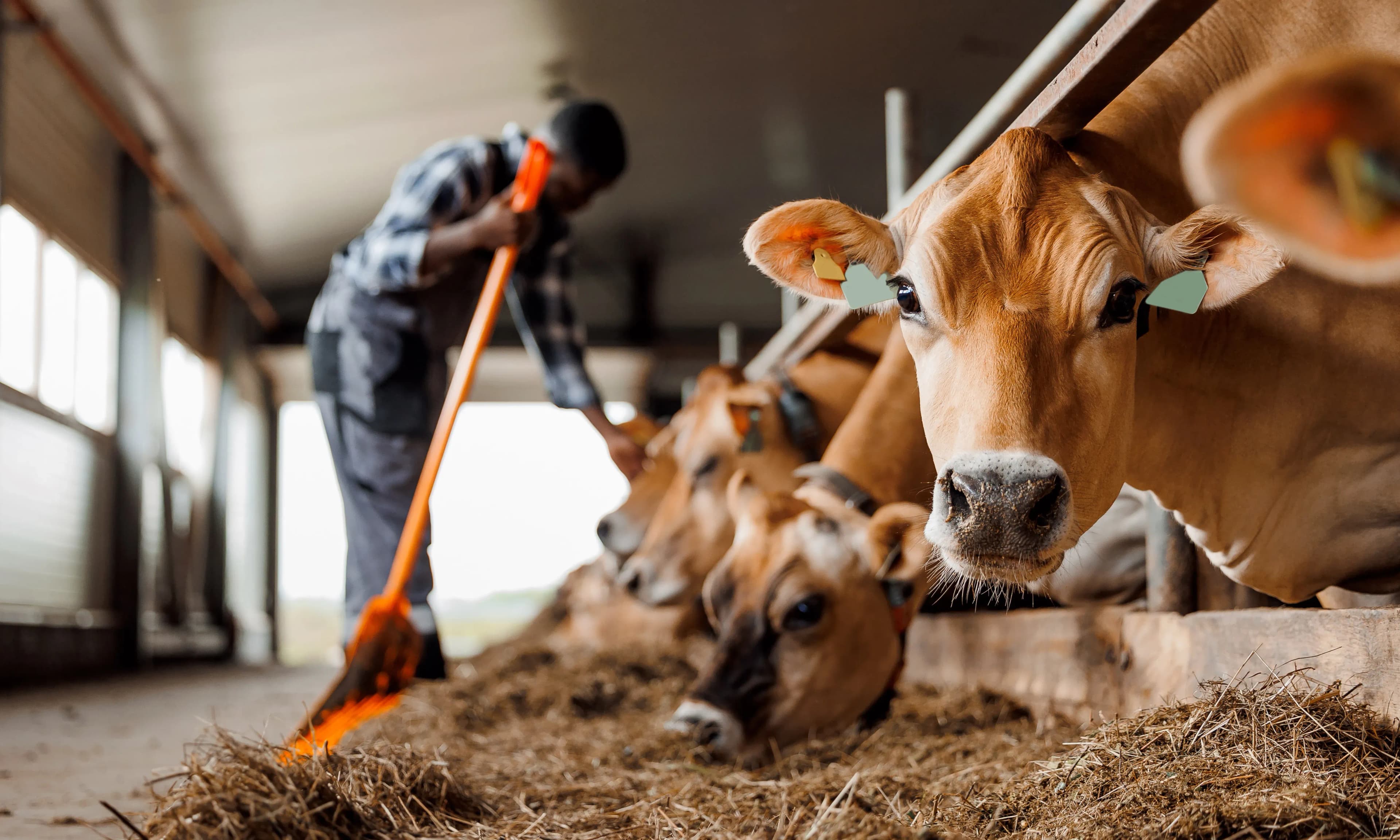 Individuelle Stalllüftung für jeden Betrieb