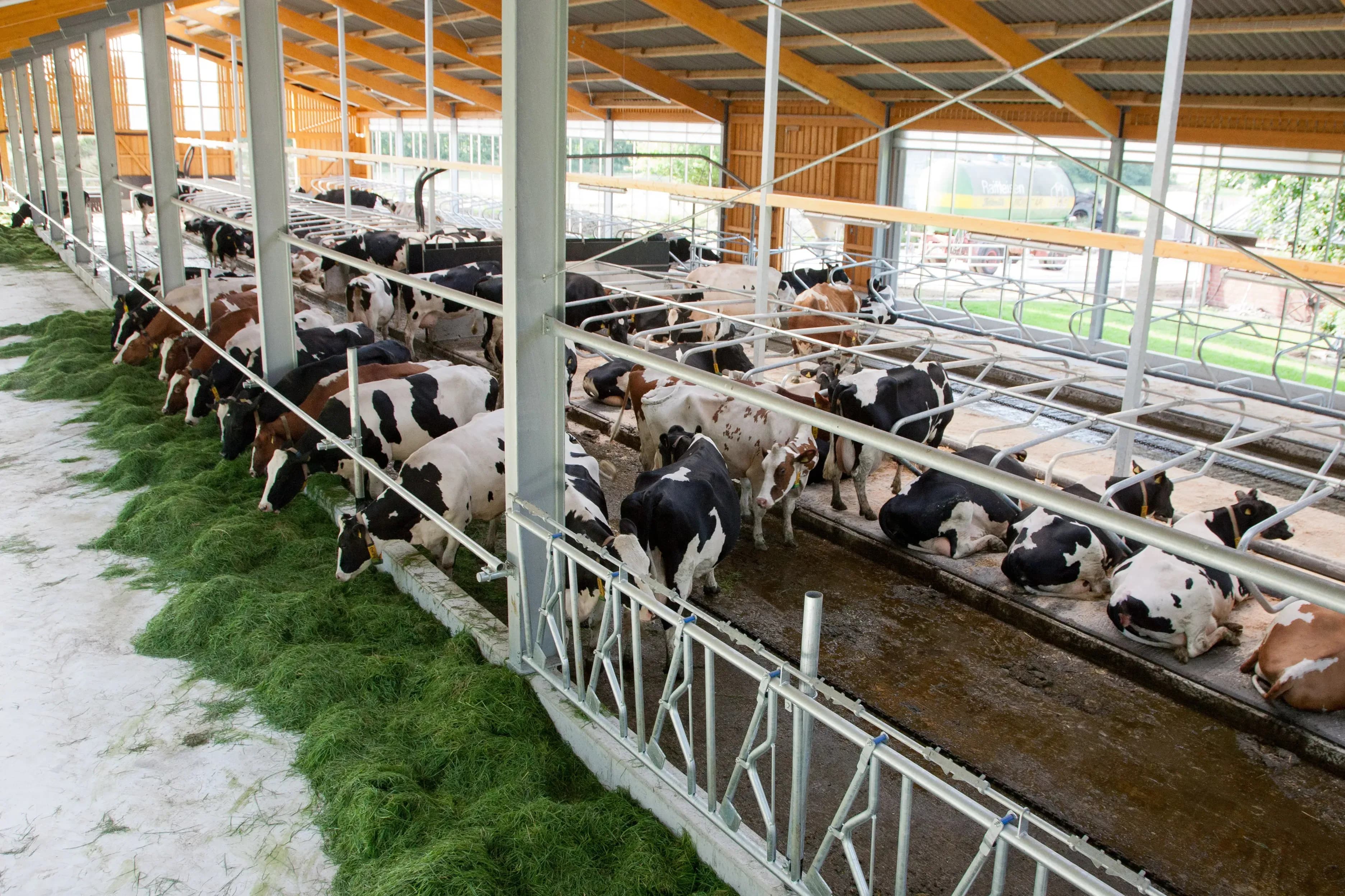 Luftzirkulation in Kuhställen verbessern - Jetzt informieren