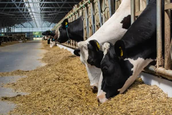 Moderne Frischluftsysteme für Tierställe