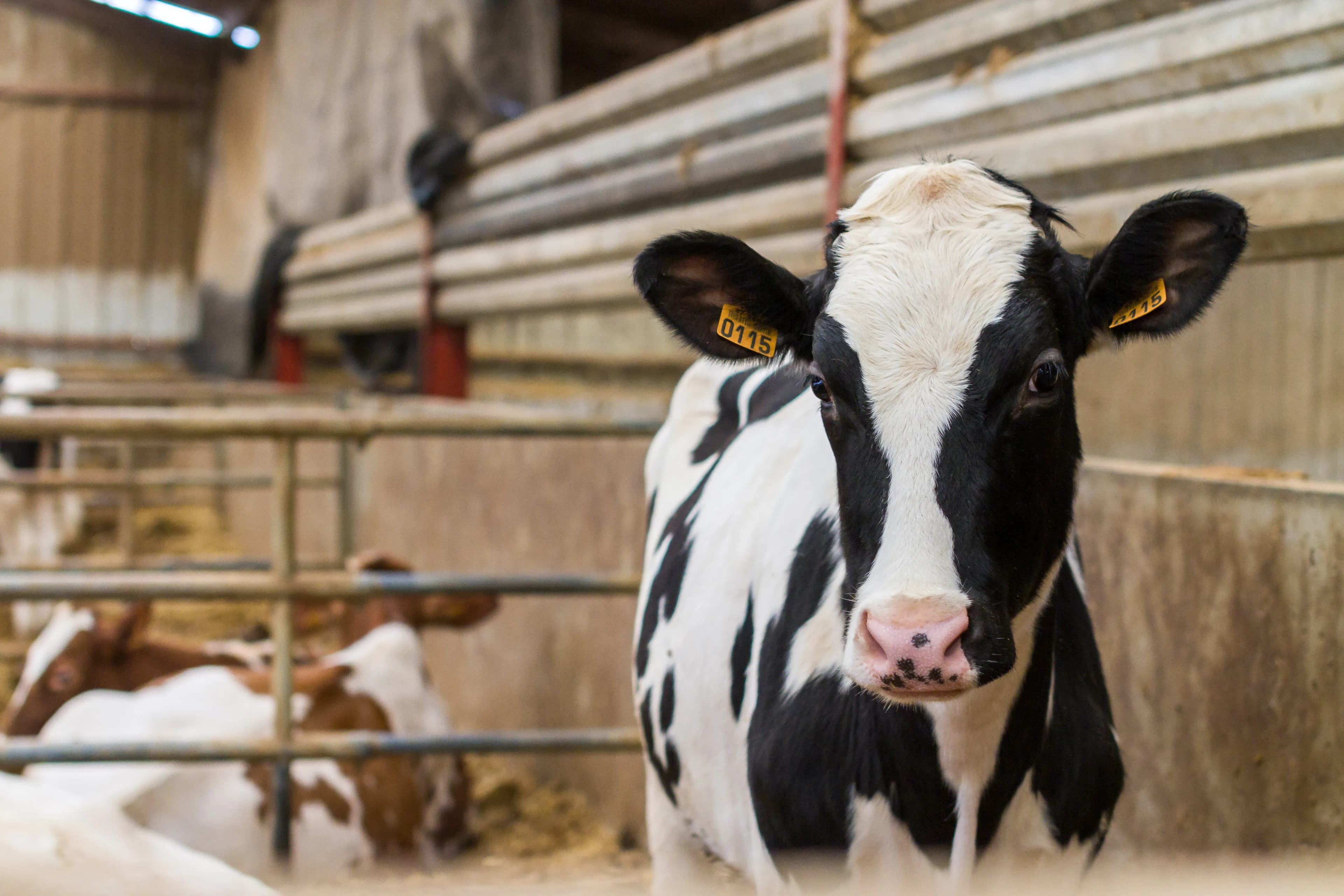 Nachhaltige Lüftungskonzepte für Milchviehhaltung