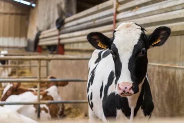 Nachhaltige Lüftungskonzepte für Milchviehhaltung