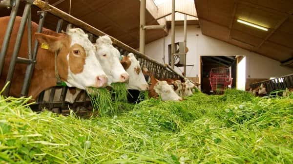 Optimales Stallklima für Landwirte in Oberösterreich