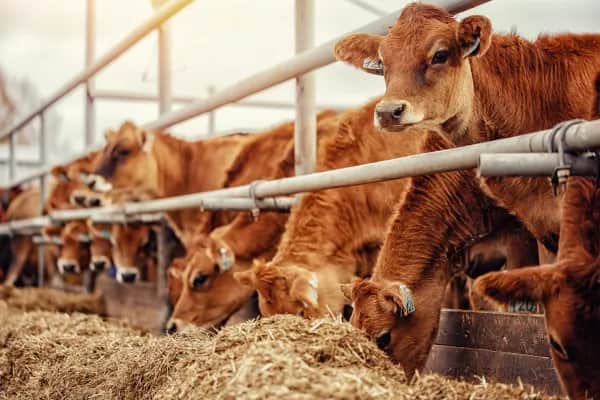 Innovatives Frischluftsystem für Milchkühe in Oberösterreich