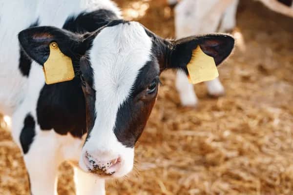 Stallluft verbessern im Bezirk Grieskirchen
