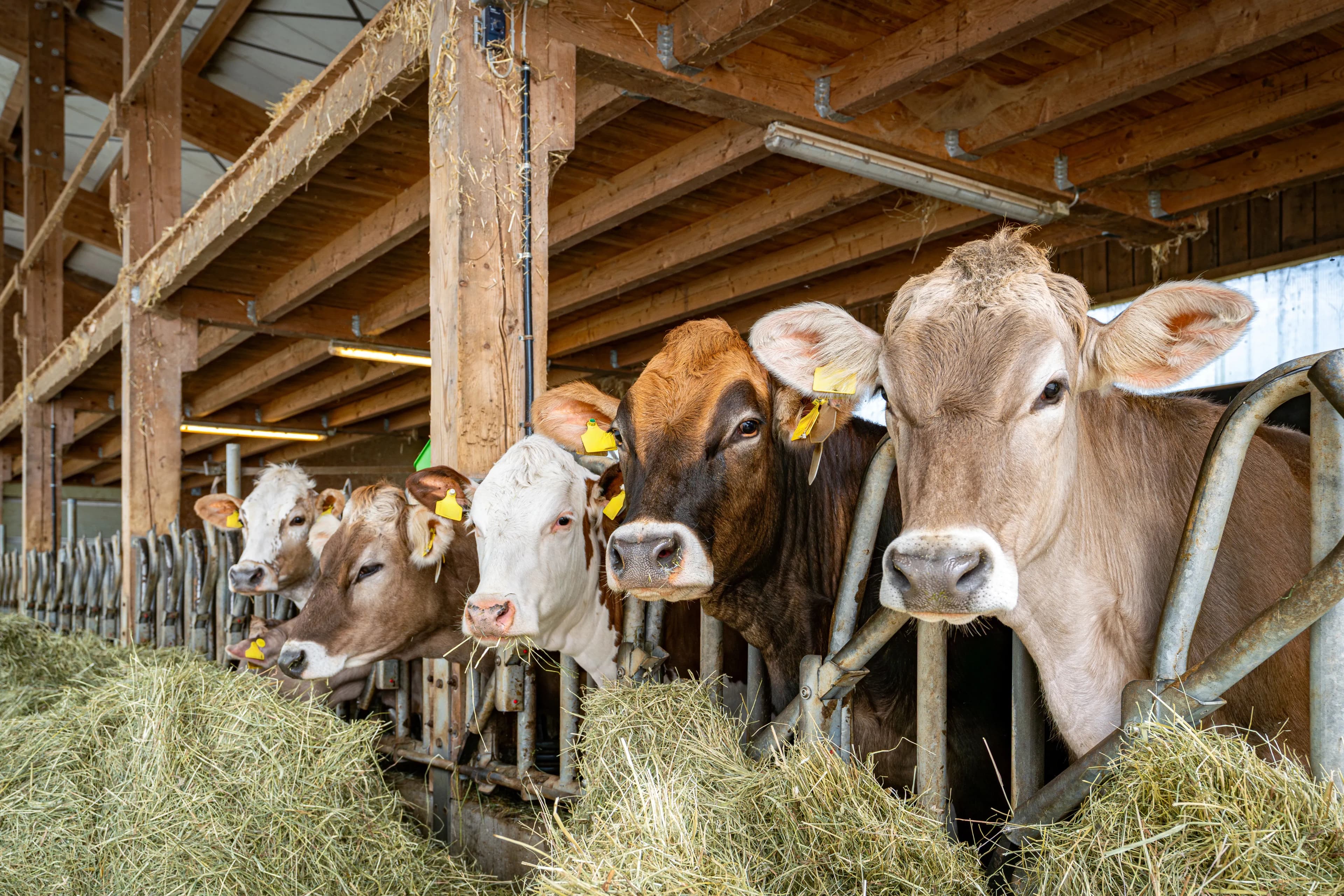 How to Cool Down a Cow Barn