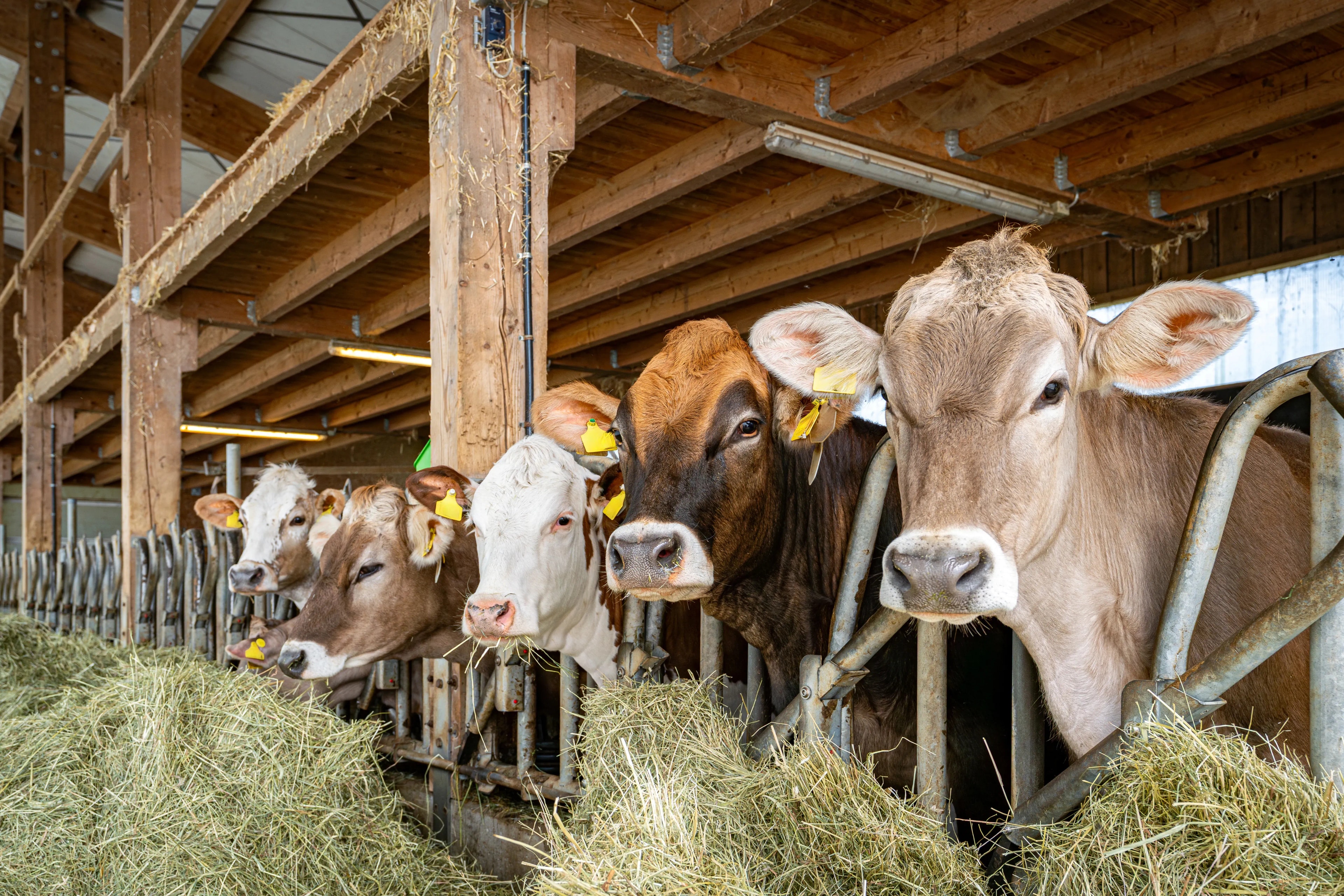 How to Cool Down a Cow Barn
