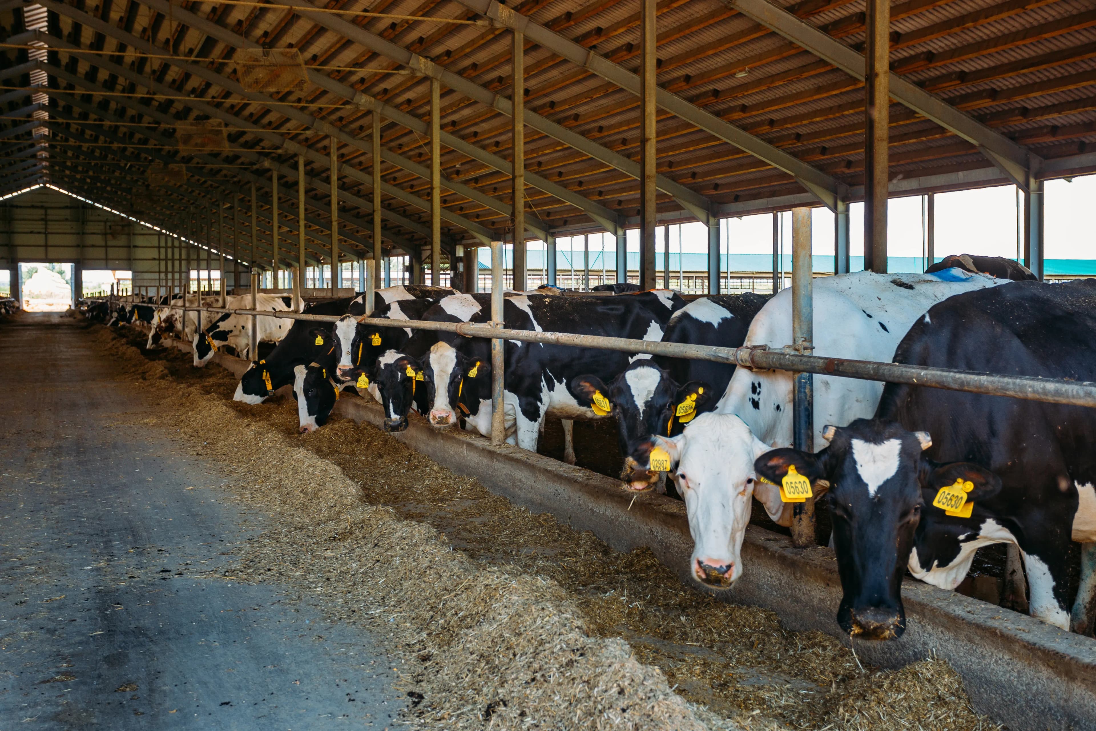 Stallklima optimieren im Innviertel – Jetzt Frischluftlösung sichern