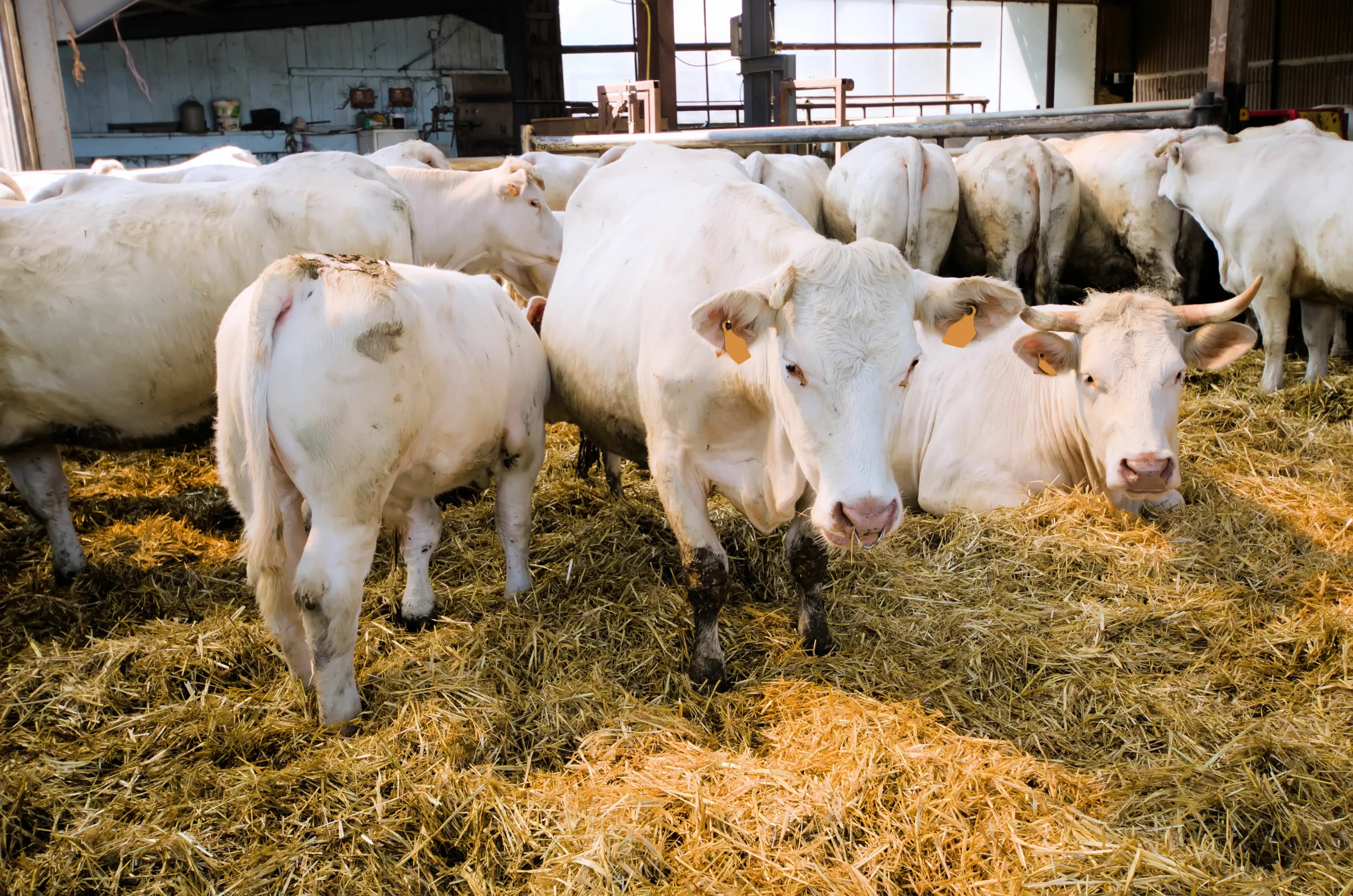 Effiziente Stallbelüftung für Betriebe im Mühlviertel