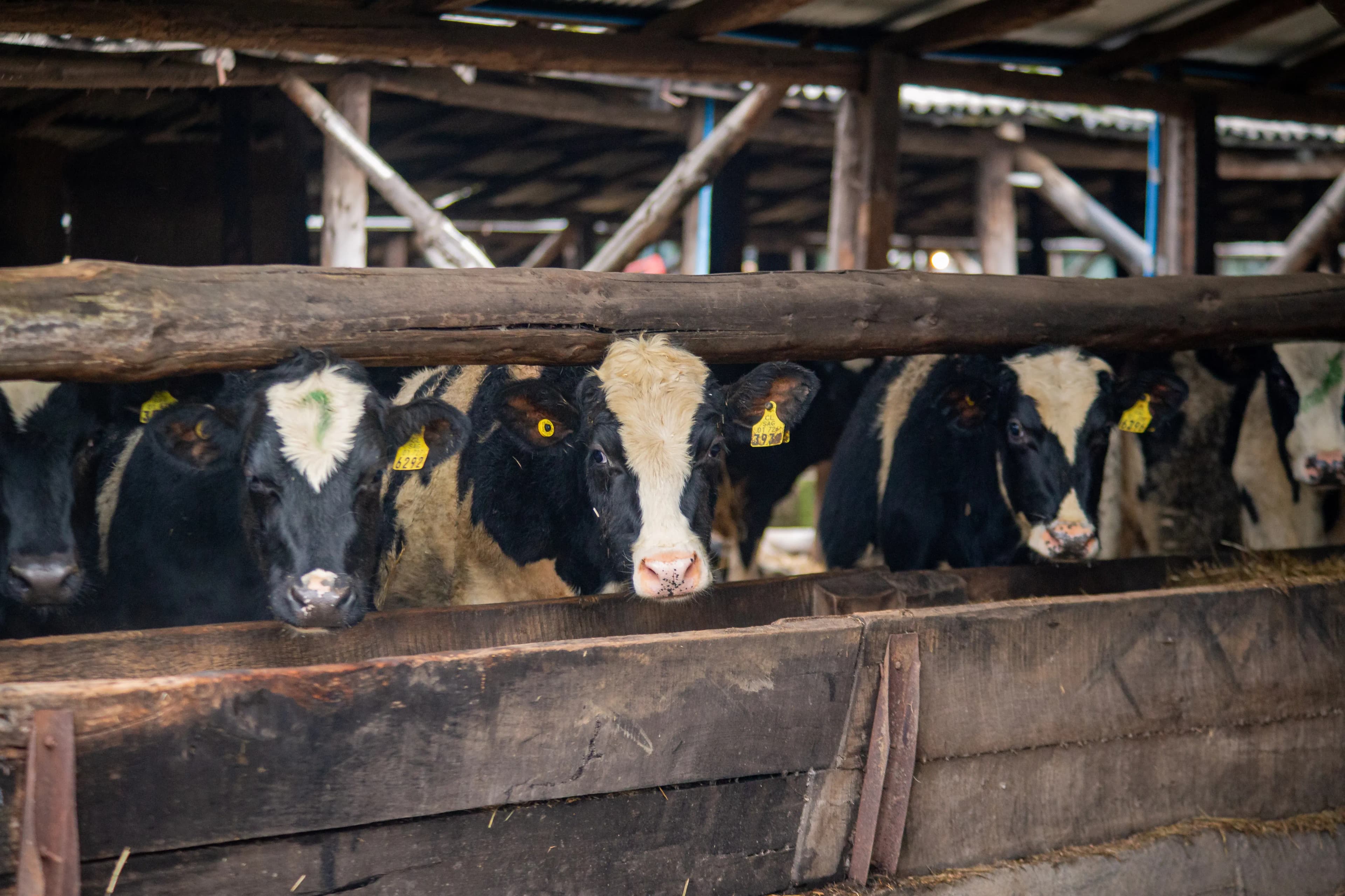 Stallklima verbessern in der Steiermark – Jetzt beraten lassen