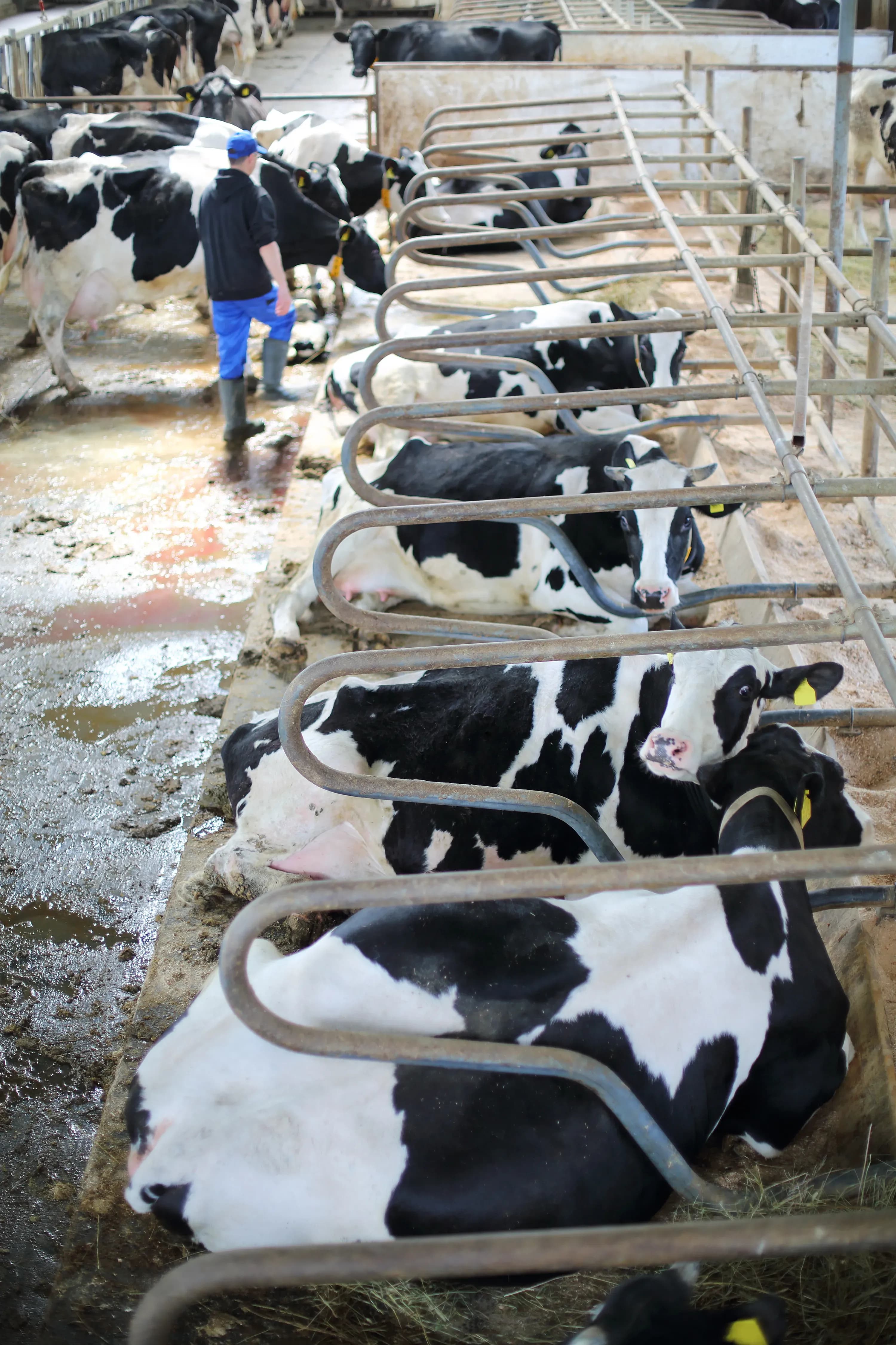 Optimale Stalllüftung in Tirol installieren