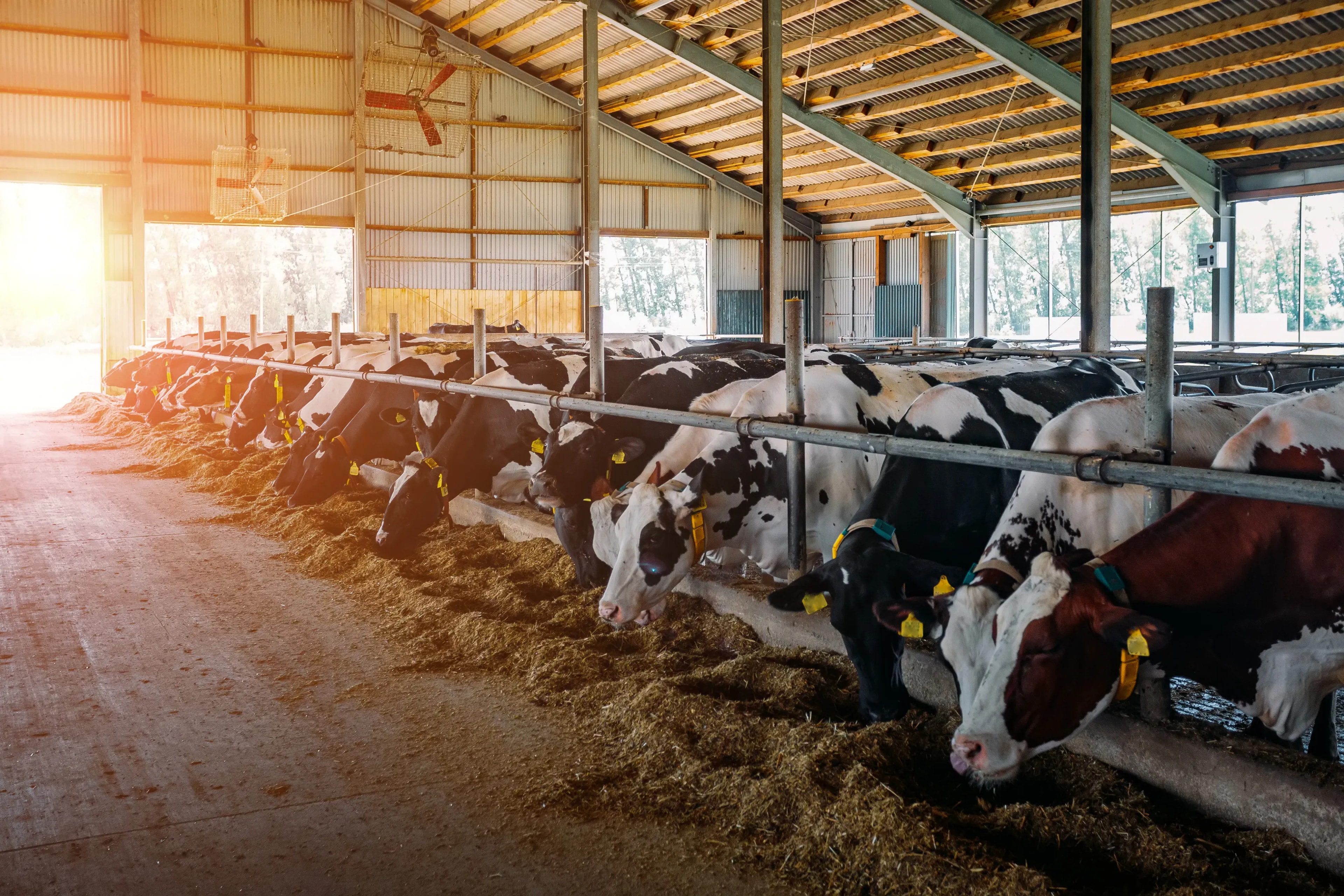 Best Ventilation System for Dairy Cow Barns