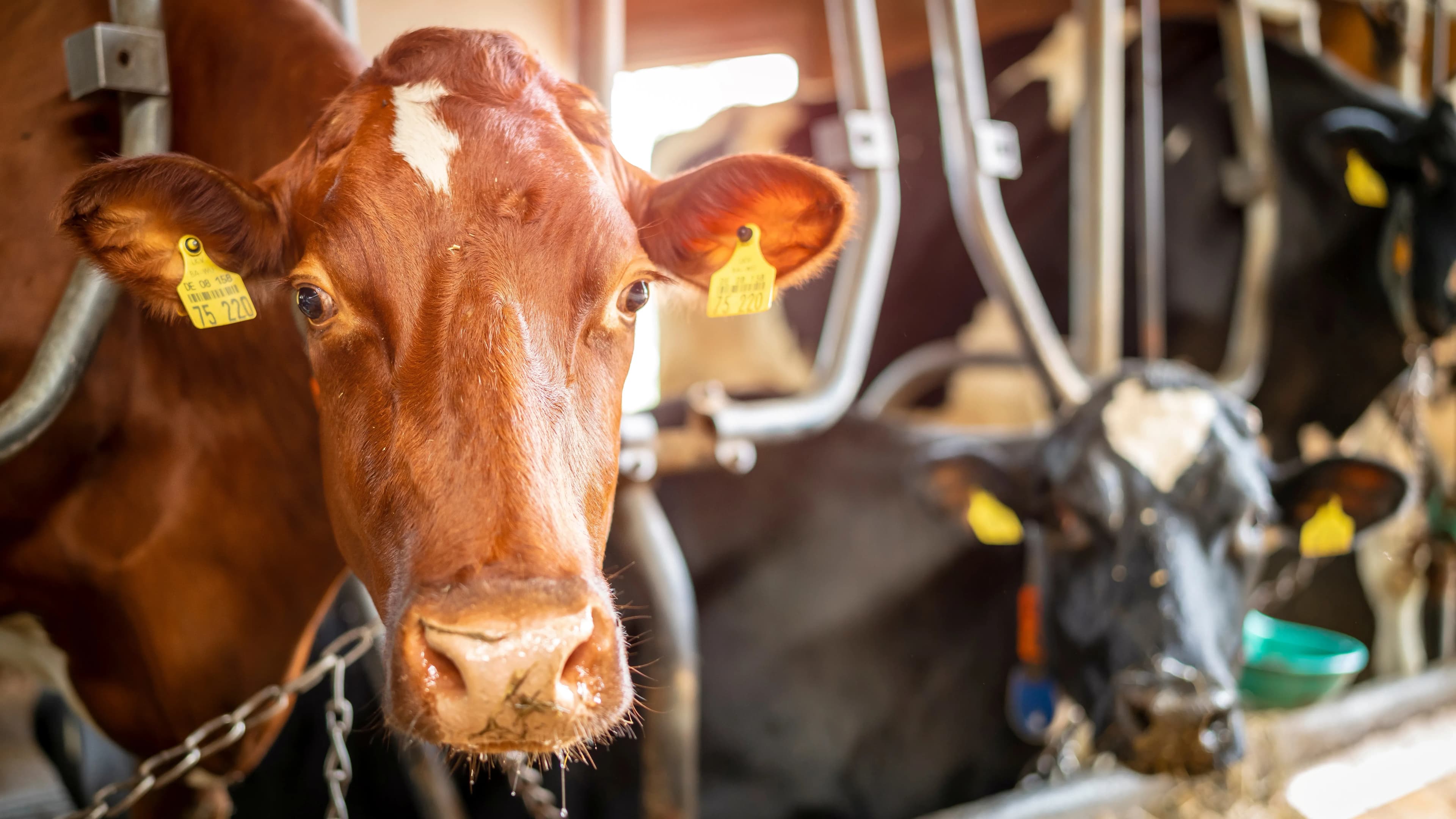 Frischluft Lösung für tiergerechte Haltung in Salzburg Umgebung