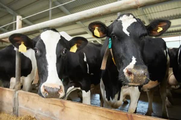 Maßgeschneiderte Schlauchbelüftung für den Stall in der Steiermark