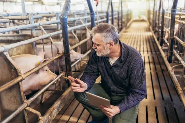 Ventilation Systems for Pig Farms