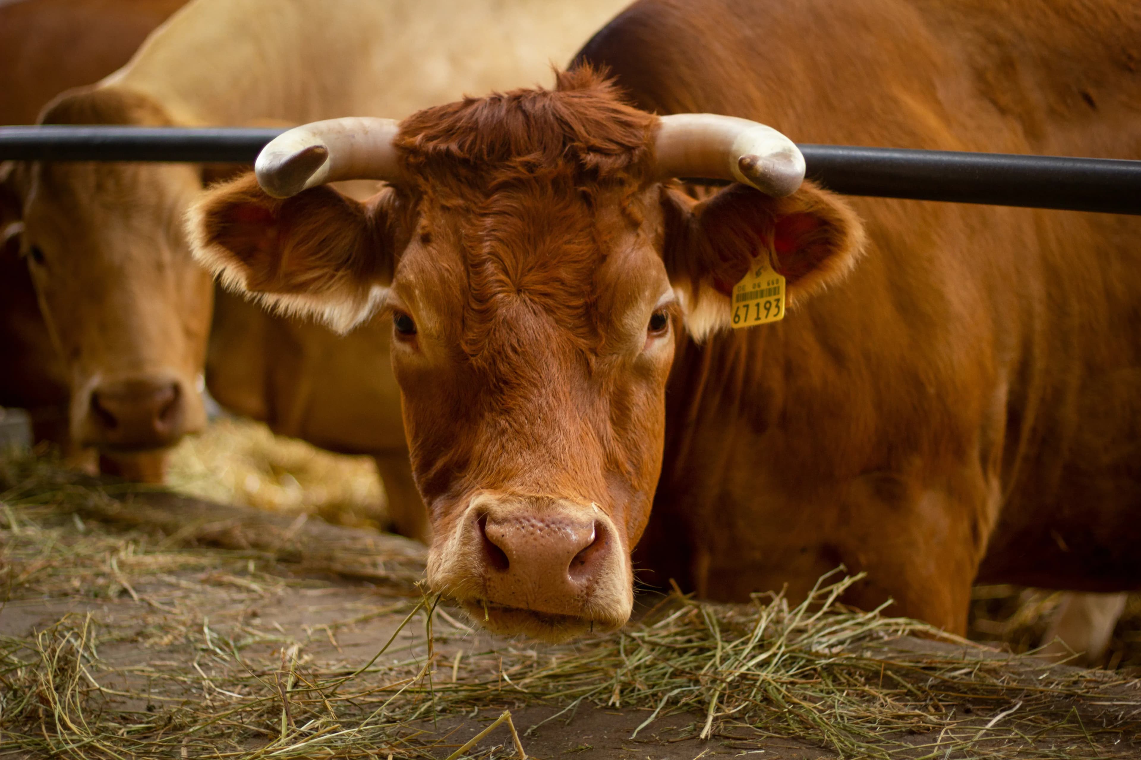 Best Fan System for Dairy Barn