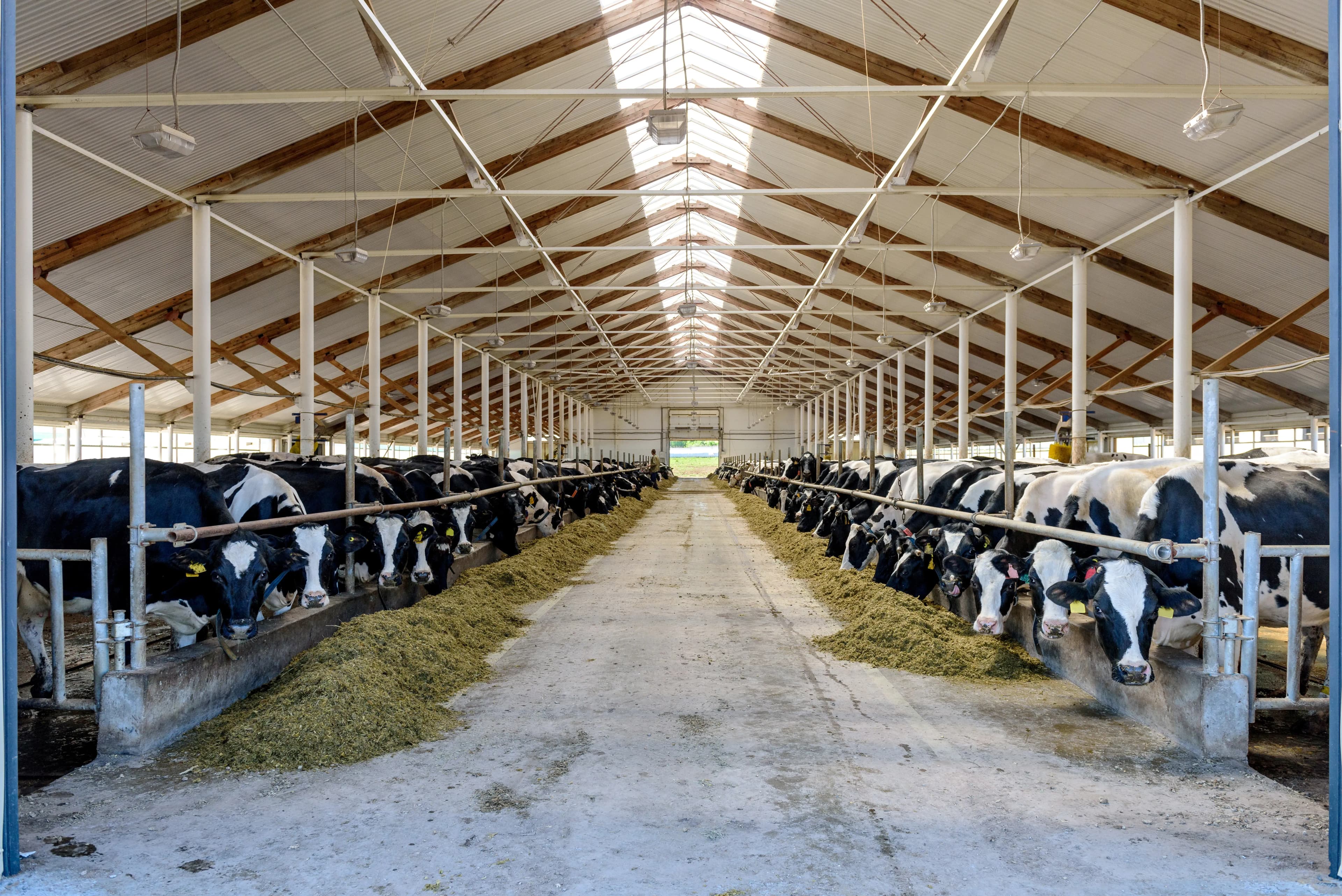 How to Improve Air Quality in Cattle Barn