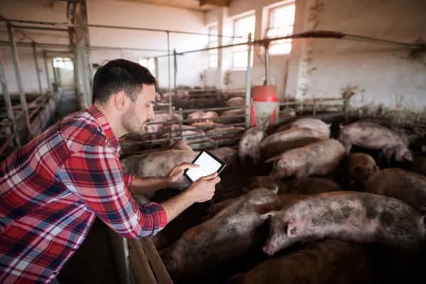 Tube Ventilation for Pig Barns – What Farmers Need to Know