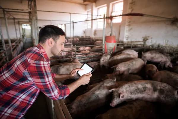 Stallkühlung im Schweinestall in Niederösterreich verbessern