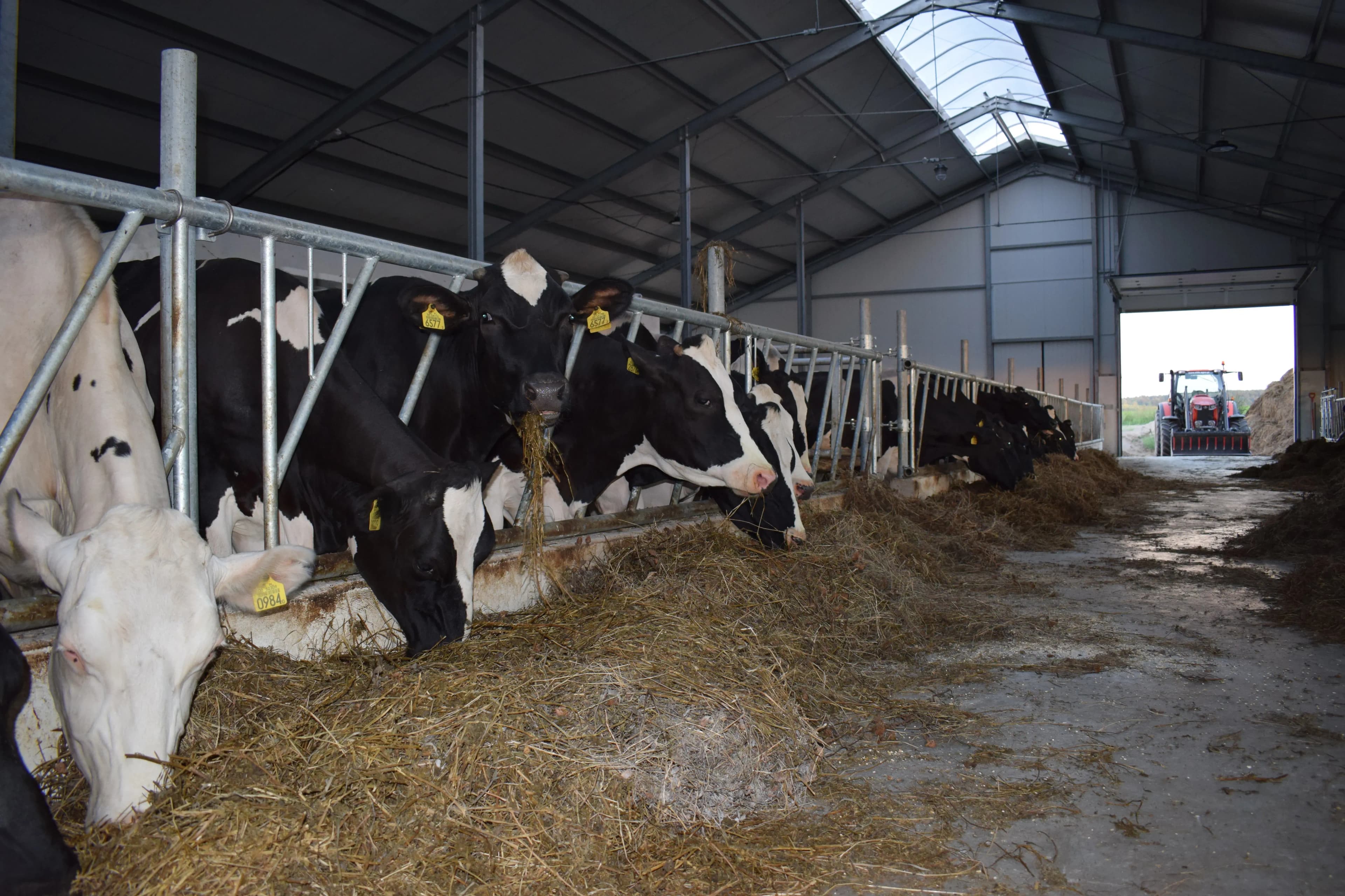 Energieeffiziente Schlauchlüftung für Rinderhaltung im Weinviertel