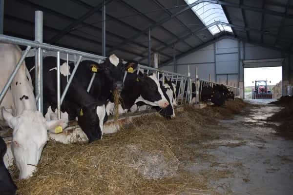 Energieeffiziente Schlauchlüftung für Rinderhaltung im Weinviertel