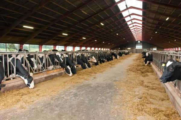 Effiziente Stalllüftung installieren in Burgenland