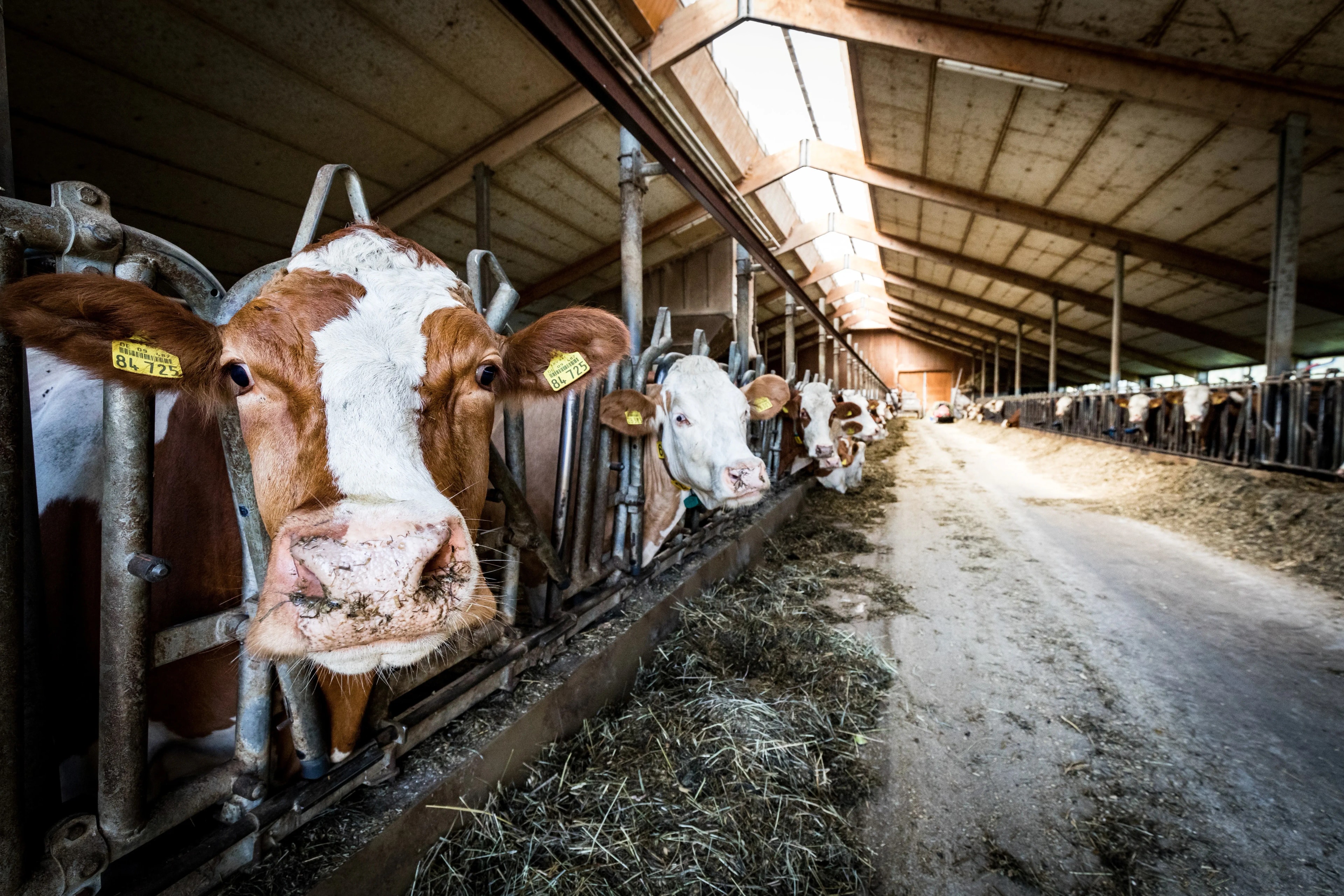 How to Keep Livestock Cool During Indoor Heat