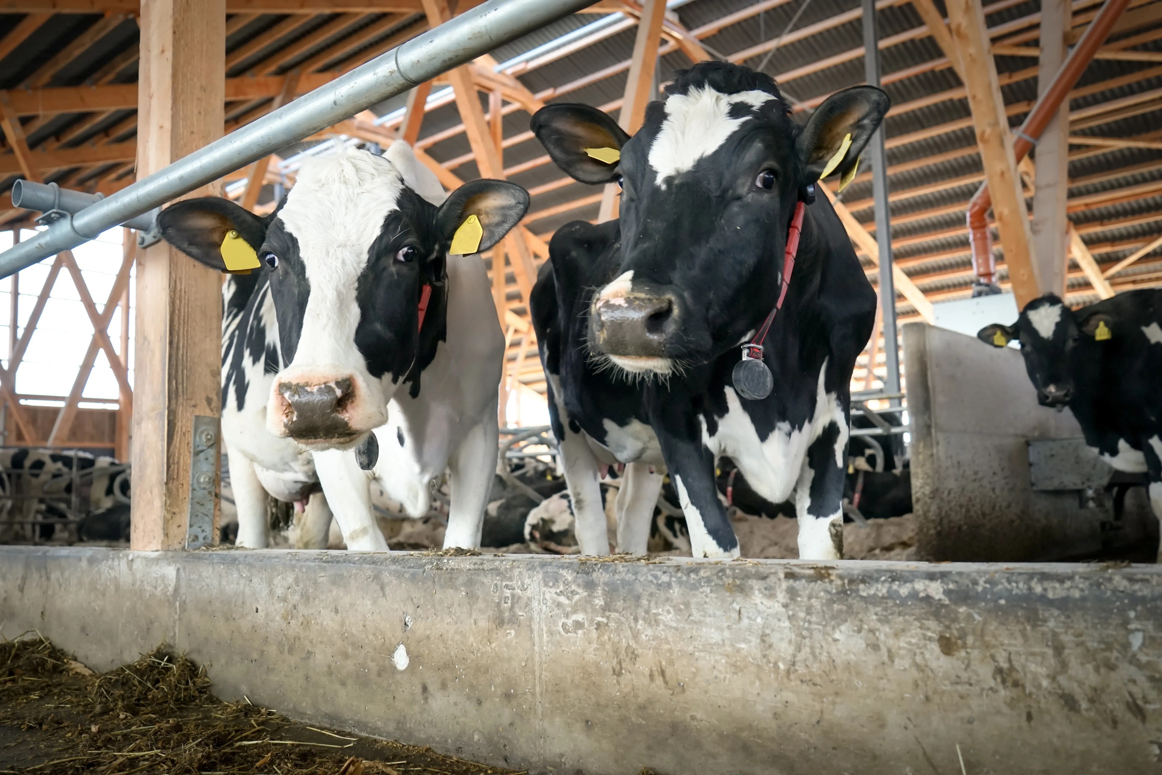 Cost-effective Barn Ventilation for Small Farms